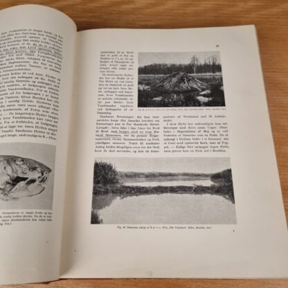 Manniche, Danmarks Pattedyr, 1935 - Image 4