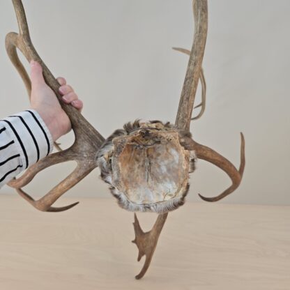 Stort gevir med skalp - Image 3