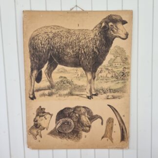 Stor gammel svensk skoleplanche med får