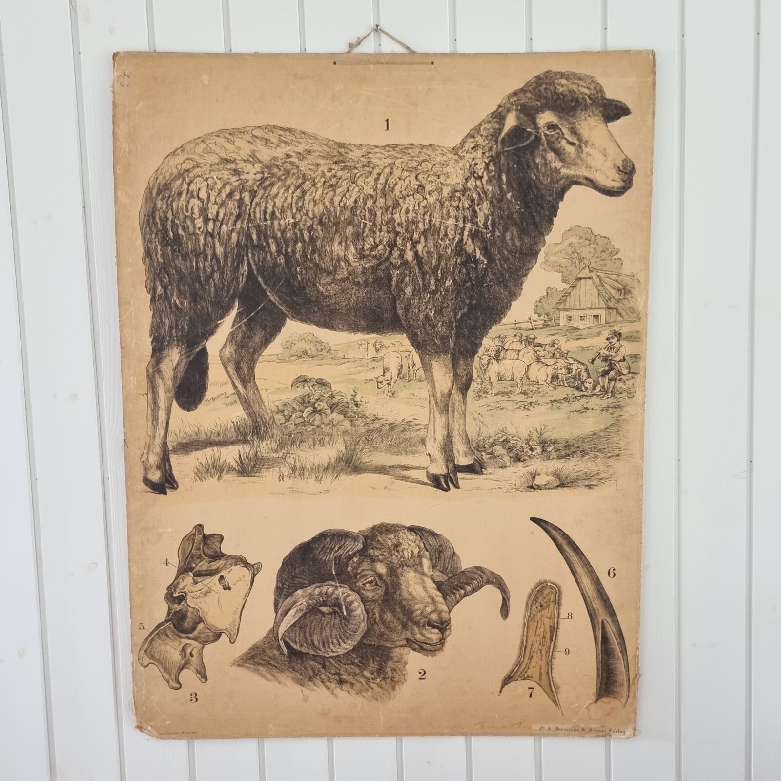 Stor gammel svensk skoleplanche med får