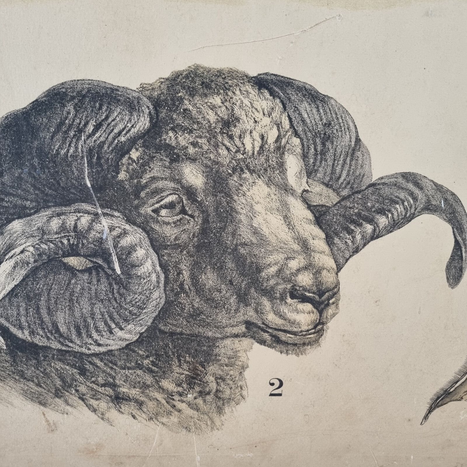 Stor gammel svensk skoleplanche med får - Billede 2