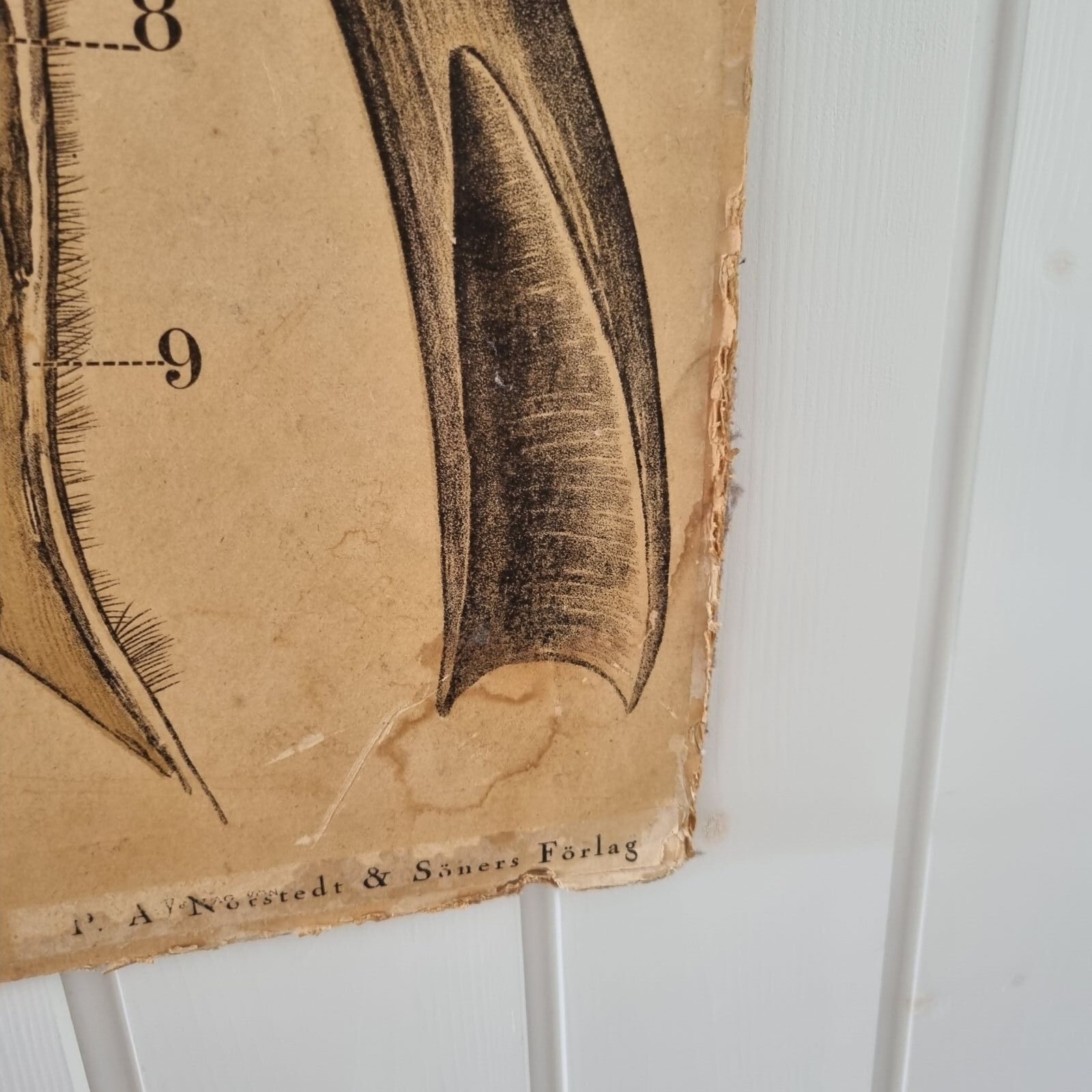 Stor gammel svensk skoleplanche med får - Billede 4