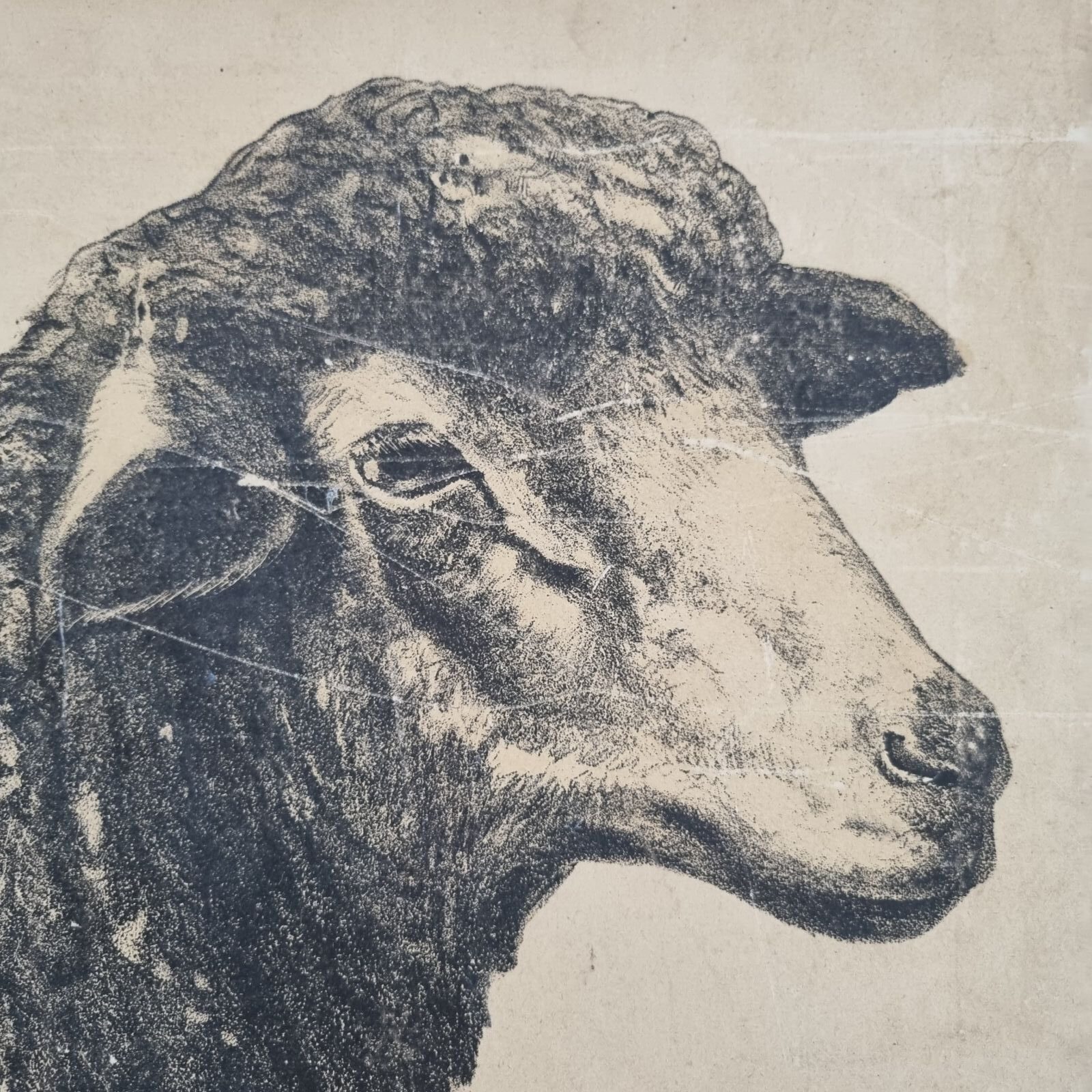 Stor gammel svensk skoleplanche med får - Billede 6