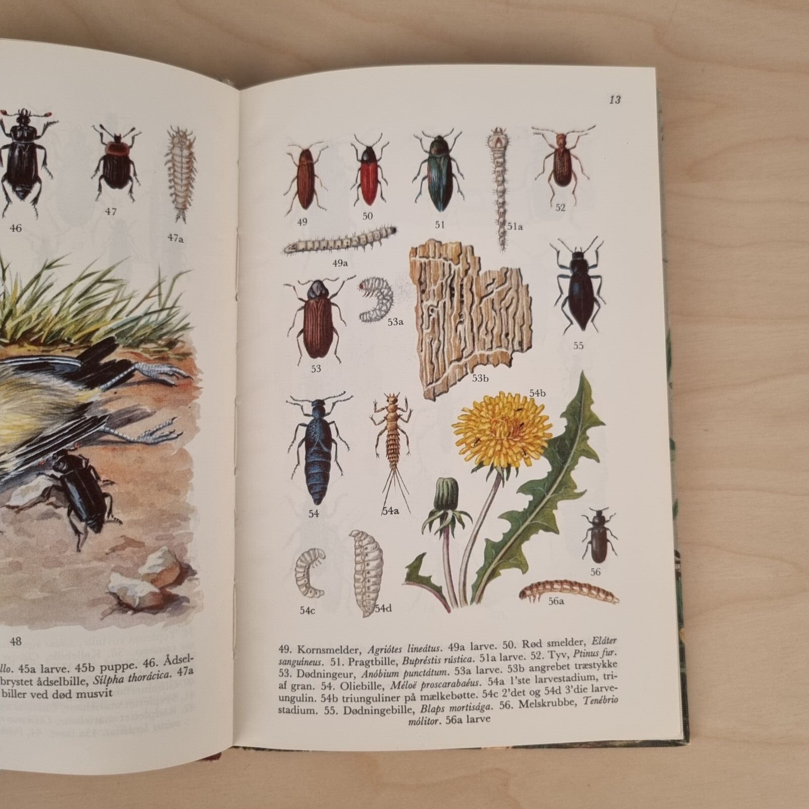 Hvass/Hahnewald - Insekter i farver - 1971 - Billede 2