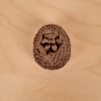 Meget sjældent pindsvin af Ellen Karlsen - Eget studie