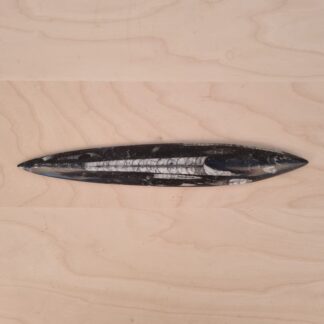 Ortoceratit fossil - 24,5cm